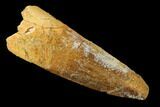 Bargain, Spinosaurus Tooth - Real Dinosaur Tooth #159910-1